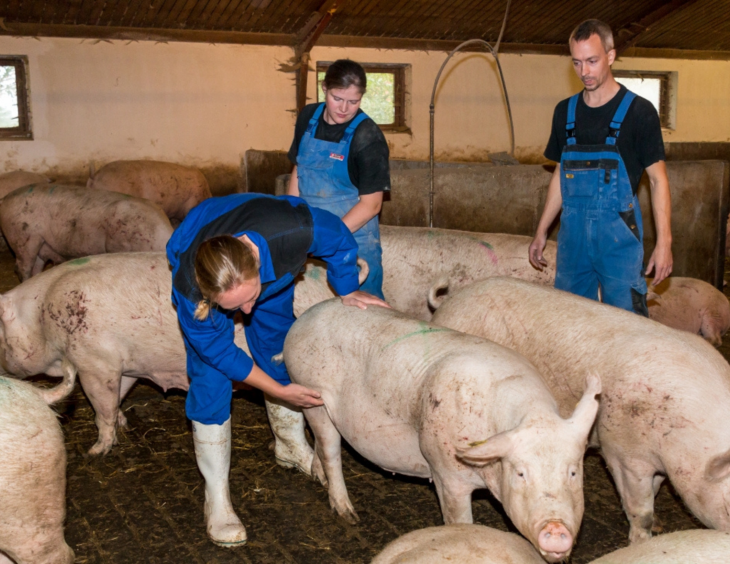 Kurser & Ydelser grisedyrlæger svinefagdyrlæge