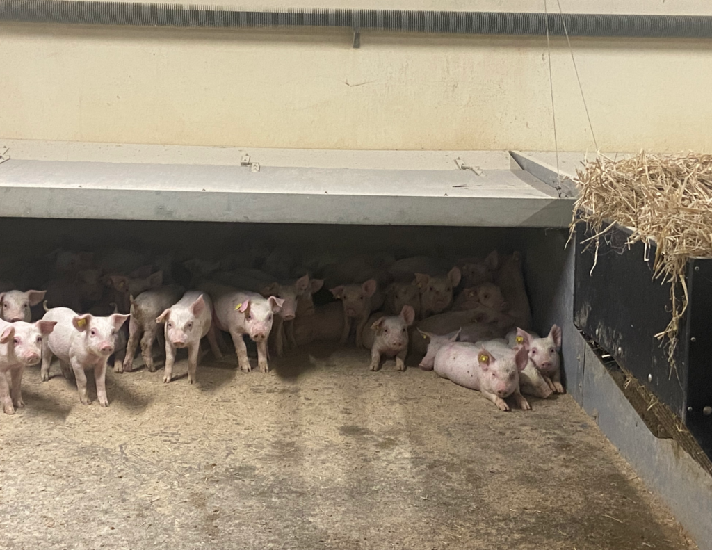 Kurser & Ydelser grisedyrlæger svinefagdyrlæge